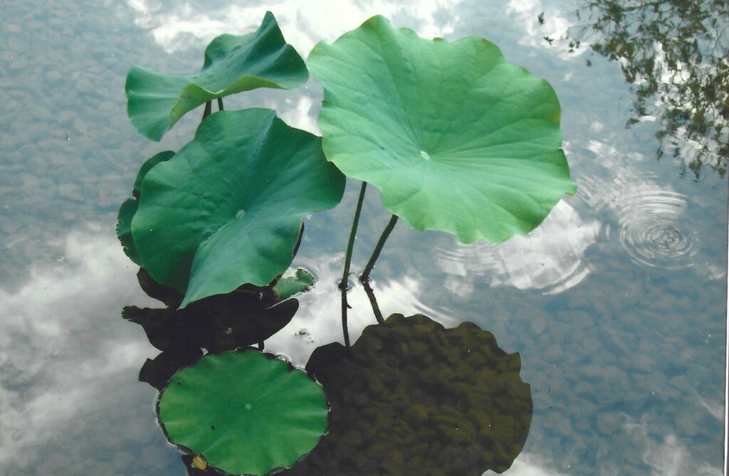 4510ce08-a66d-4d1a-b5de-963390ccbf0b